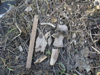 Кости, обнаруженные рядом с ямой и внутри неё. Фото Н.В. Лаврентьева, 16.IV.2011 года.