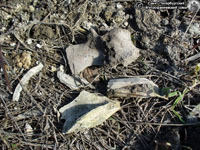  Кости, обнаруженные рядом с ямой и внутри неё. Фото Н.В. Лаврентьева, 16.IV.2011 года.